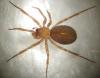 Centromerita bicolor